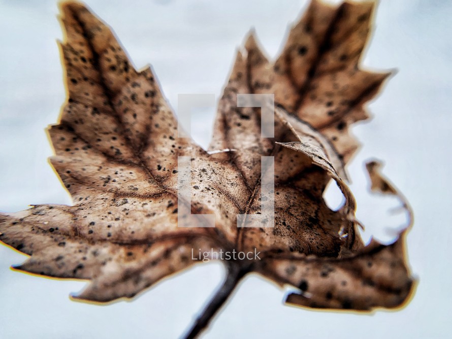 brown fall leaf 