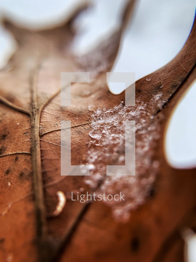 snow on a brown leaf 