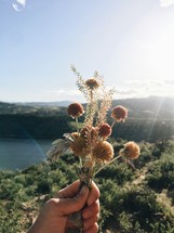hand holding up dried flowers outdoors 
