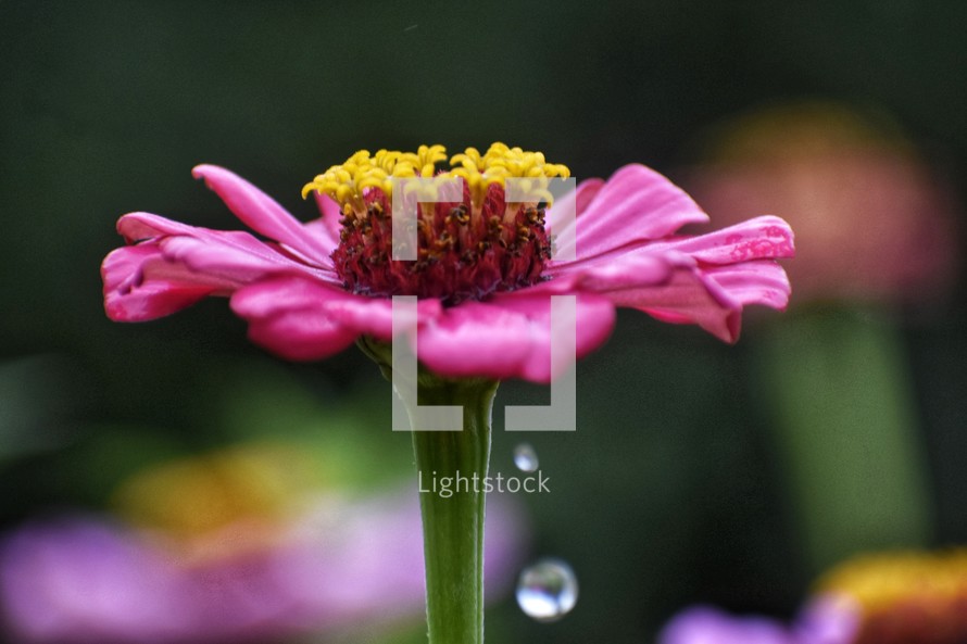 water droplet falling from a pink flower 