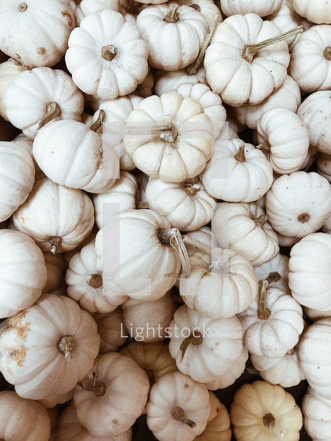 white pumpkins 