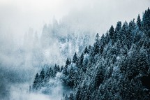 Moody snow covered green forest landscape with fog and mist in the mountains in nature 