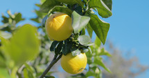 Bergamot orange fruit in Calabria Italy