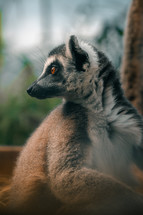 Lemur adult close-up photo, cute primate animal mammal in a zoo