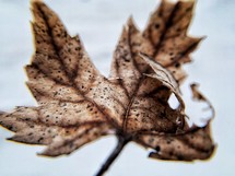brown fall leaf 