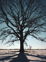 bare winter tree 