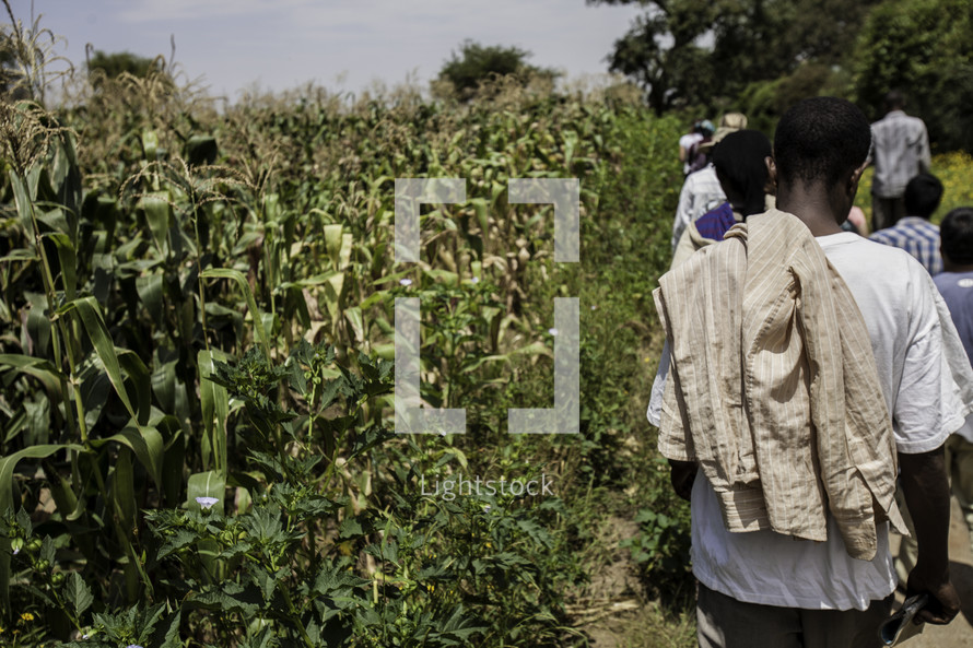 workers leaving a corn field in Ethiopia 