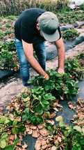 a man picking strawberries 