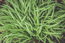 decorative grasses 