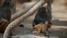 Adorable Rhesus Macaque Juvenile In A Wildlife Zoo Habitat. Slow Motion	