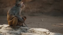 Family Of Rhesus Monkeys In Zoo Wildlife Park. Close up	