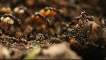 ants gathering food 