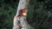 Red Squirrel Eating Nut on a Branch of a Tree, Ireland
