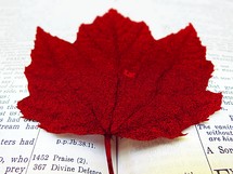 a red maple leaf on pages of a Bible 
