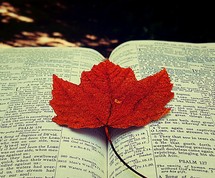 red maple leaf on pages of a Bible 