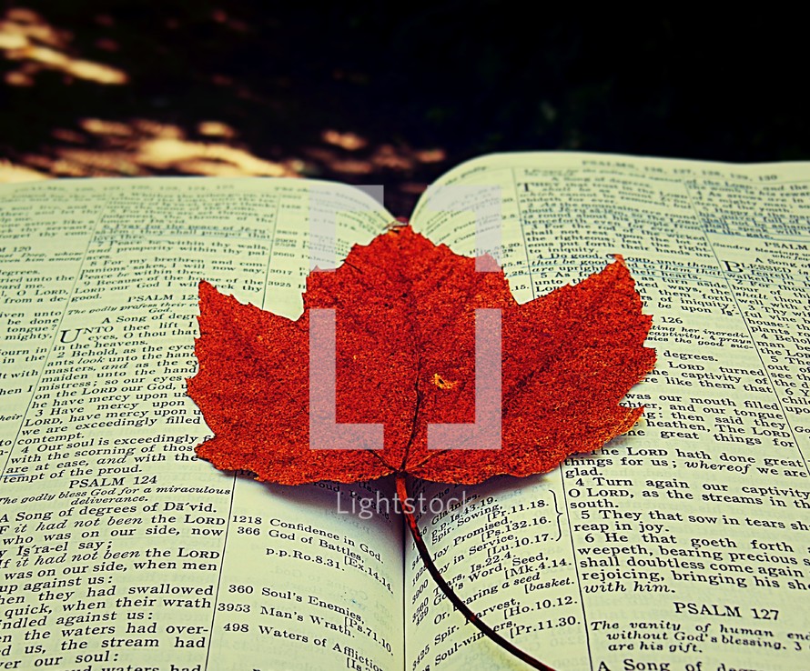 red maple leaf on pages of a Bible 