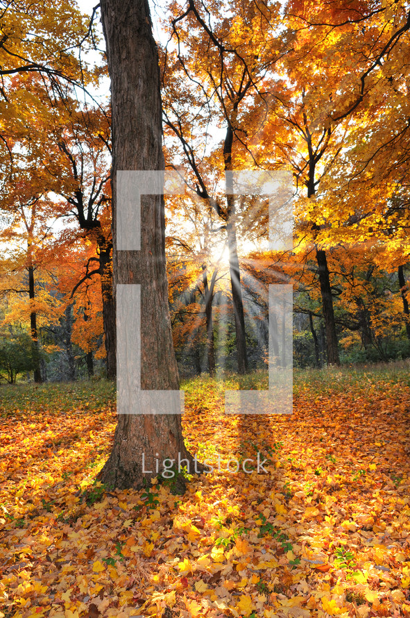 sunburst in a fall forest 