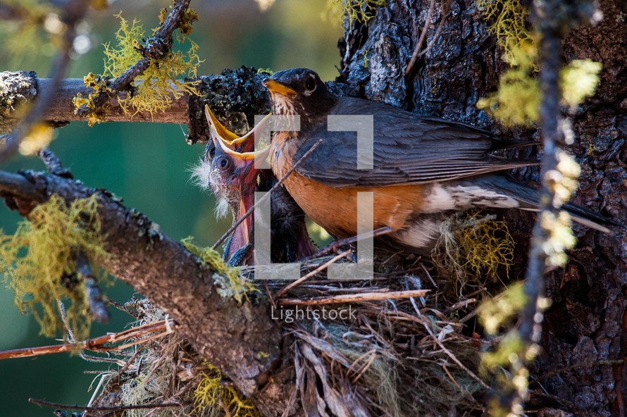 mother robin feeding his babies. 