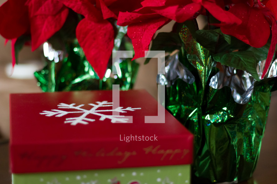 poinsettias and Christmas gift 