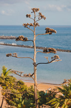 plants along a shore in Tenerife, Spain