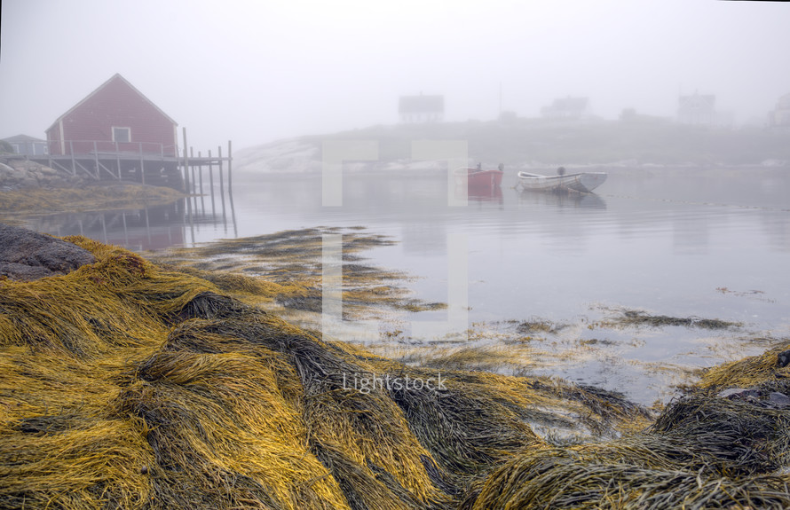 fog over boats and reeds along a shore 