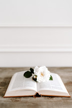 opened Bible on a table with flower 