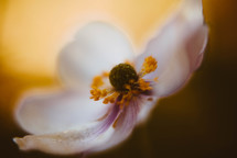 dogwood flower closeup 