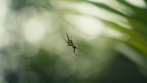 Tropical insects in the rainforest jungle of Costa Rica