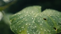 Tropical trees and plant life in the rainforest jungles of Costa Rica