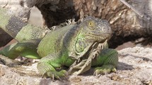 Green iguana lying in the sun