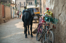 bike leading against a wall and cow in Mandawa, India 