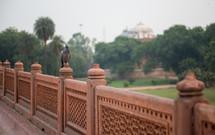 pigeon on a railing in Delhi, India 