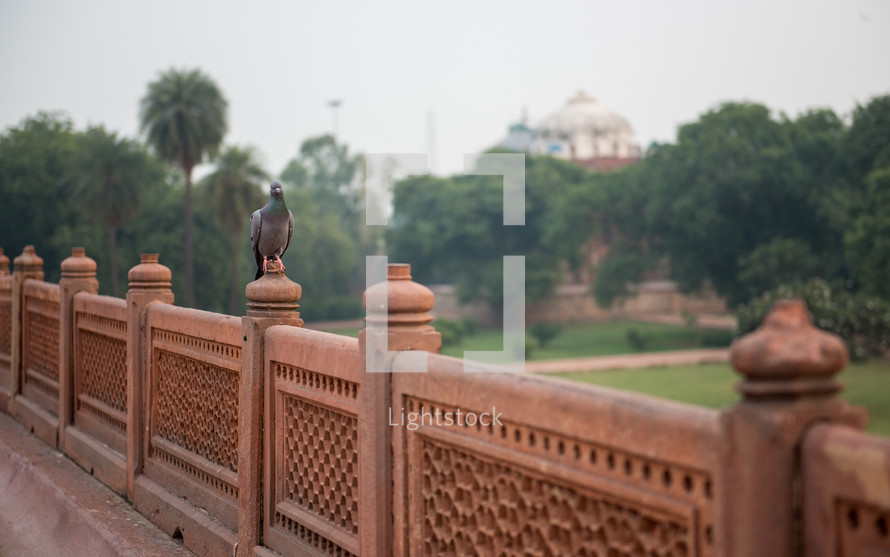 pigeon on a railing in Delhi, India 