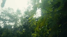 Tropical trees and plant life in the rainforest jungles of Costa Rica