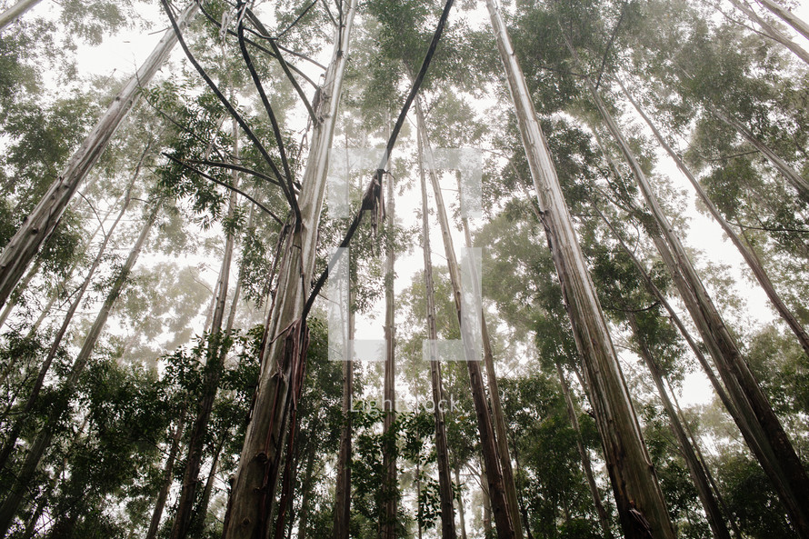 tall trees in a forest in Waipio 