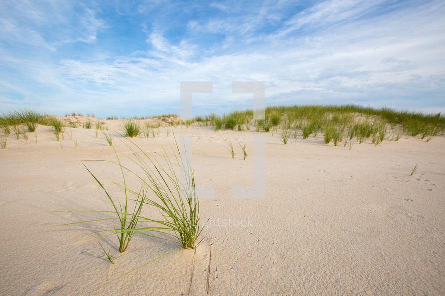 Tall grass growing from sand dunes with cloudy blue sky 
