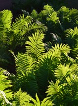 A close up of a group of ferns just before sunset 
