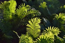 A close up of a group of ferns just before sunset