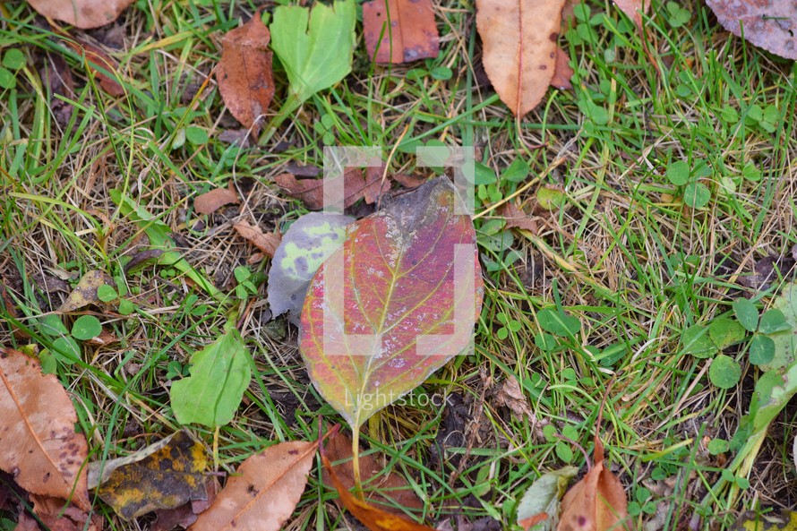 Fall leaves on the grass
