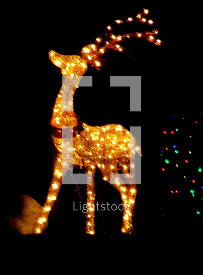 reindeer Christmas light display at night 