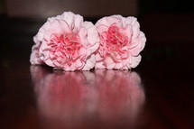 pink carnations 