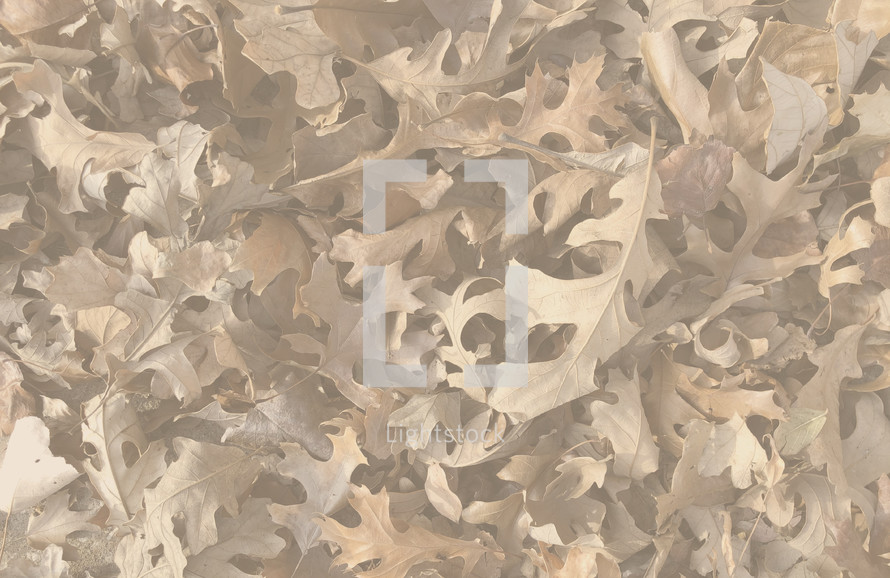 fall leaves background overlay 