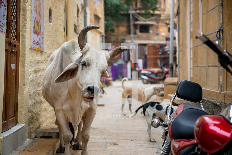 cow and dogs on a street in India