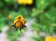 flower bud 