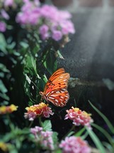 butterfly on a lantana flower 