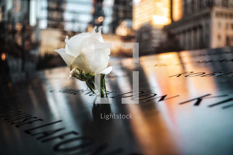 white rose at the 9/11 memorial 