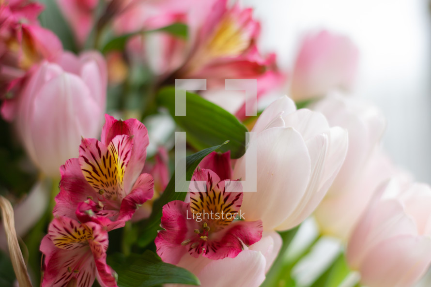 Alstroemeria and tulips close up.