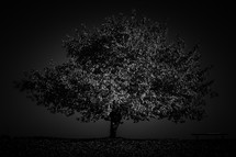 Minimal black texture background autumn tree