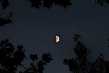 Half moon framed by trees at night