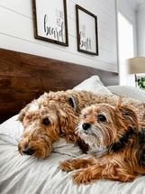 pet dogs on a bed 
